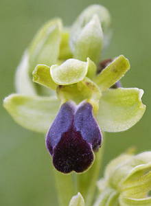 Ophrys sulcata, orquídea