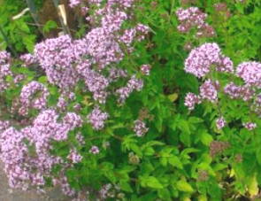 Oregano com flores