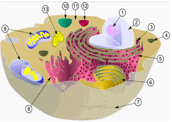 Estrutura de uma Célula animal (fonte da imagem: Wikipédia)