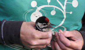 Foto de um ornitólogo alimentando um pássaro