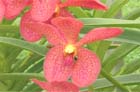 Orquídea: flor exótica e bela