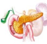 Pâncreas: importante função de produção de hormônios e enzimas digestivas