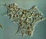 Ameba, um dos parasitas mais conhecidos