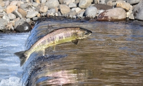 Peixe num rio durante a desova