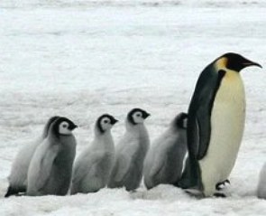 Foto de um pinguim-imperador adulto com filhotes