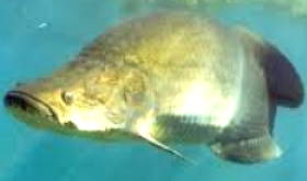 Foto de um pirarucu, peixe ósseo