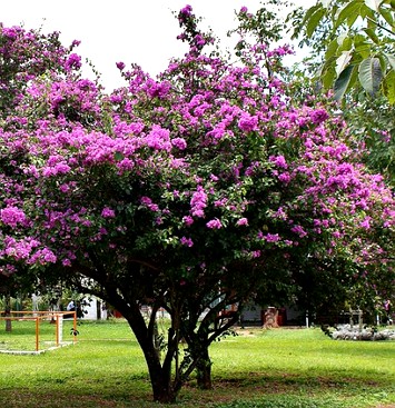 Foto de uma planta primavera florida com cores rosas