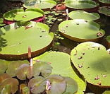 Vitória-régia: planta aquática comum na Amazônia