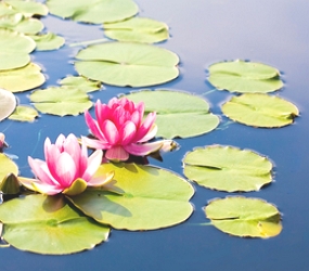 Foto de planta aquática com presença de flores de cor rosa