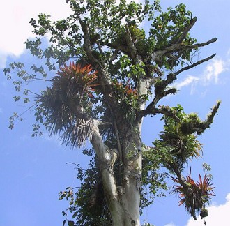Foto de plantas aéreas se desenvolvendo no tronco e nos galhos de uma árvore
