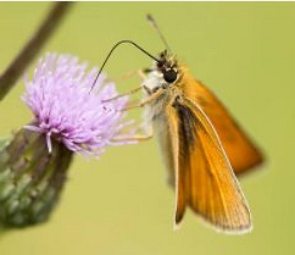 Borboleta pousada na flor de uma planta