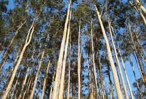 Eucaliptos Eucaliptos em área de reflorestamento ambiental