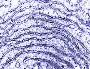 Imagem de microscópio do retículo endoplasmático