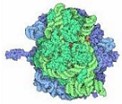 Ribossomos: importante no processo de síntese de proteínas