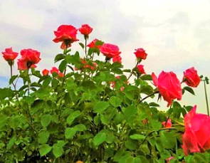 Roseira com várias rosas vermelhas