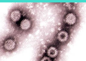 Imagem de microscópio do Rotavirus