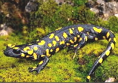 Salamandra-de-fogo: uma espécie venenosa