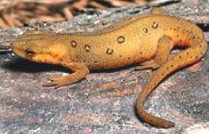 Salamandra