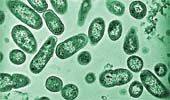 Bactéria salmonella typhi (imagem ampliada em microscópio)