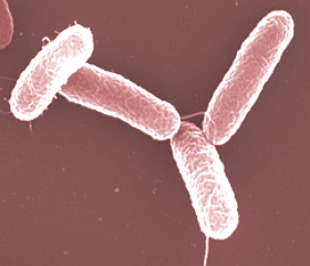 Imagem de microscópio da Salmonella Typhi