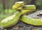 Serpente: exemplo de réptil