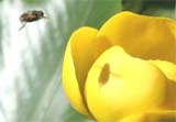 Simbiose entre a abelha e a flor