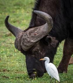 Búfalo e garça-vaqueira em relação de simbiose