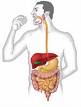 Sistema digestório: digestão dos alimentos e absorção dos nutrientes
