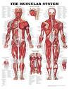 Sistema Muscular: funções vitais para o corpo humano