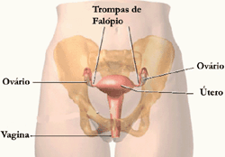 Sistema Reprodutor Feminino: Ã³rgÃ£os ligados Ã  reproduÃ§Ã£o