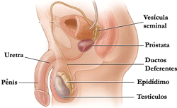 Resultado de imagem para SISTEMA GENITAL MASCULINO