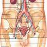 Sistema Urinário: várias funções