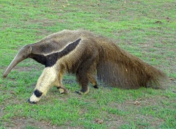 Tamanduá-bandeira Foto de um tamanduá-bandeira