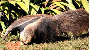 Foto de um Animais Insetívoros O que são, habitat, características gerais, exemplos de animais insetívoros, Zoologia, resumo, curiosidades Rã comendo mosca: exemplo de insetívoro Rã comendo mosca: exemplo de insetívoro     O que são     Insetívoros são animais que se alimentam de insetos e algumas espécies de artrópodes (aranhas, centopeias, etc.). Encontramos insetívoros entre as aves, peixes, répteis, anfíbios e mamíferos.     Os insetívoros regulares são aqueles que possuem os insetos como principal fonte alimentar. Já os ocasionais são aqueles que se alimentam de insetos como complemento alimentar.     Os insetívoros possuem uma grande vantagem na natureza, pois além dos insetos estarem presentes em quase todas as regiões do planeta, eles constituem uma rica fonte de proteína.     Características gerais     - O metabolismo destes animais está preparado para digerir o corpo dos insetos, aproveitando os nutrientes.     - Geralmente são animais de pequeno e médio porte.     - Necessistam de um grande aporte diário de proteína, por isso se alimentam de insetos.     Habitat das espécies insetívoras     O habitat dos insetívoros regulares é muito amplo, pois os insetos existem em várias regiões do planeta. Em locais onde ocorre grande concentração de insetos (locais de clima quente), também há presença de muitos animais insetívoros. Espécies insetívoras não são encontradas nas regiões polares do planeta, pois nestas áreas quase não há presença de insetos.     Exemplos de animais insetívoros:     - Bem-te-vi  - Sapos e rãs  - Camaleão  - Tamanduá  - Morcegos  - Javali  - Andorinha  - Rouxinol  - Carpa  - Aranha  - Lagarto  - Sagui  - Lobo-da-terra  - Tatu  - Salamandra  - Musaranho     Curiosidades:     - Existem algumas plantas que são chamadas de insetívoras como, por exemplo, as carnívoras. Porém, esta denominação não é totalmente correta, pois estas plantas não utilizam os insetos como alimento.     - O tamanduá é um dos principais representantes dos animais insetívoros. Num único dia, um tamanduá adulto pode comer até 30 mil cupins.     - O javali é um animal insetívoro que adora comer as larvas dos insetos.     - Embora em alguns países (principalmente orientais) algumas pessoas se alimentem de insetos, não podemos dizer que os seres humanos são insetívoros. Os insetos são consumidos por estas pessoas em pequena quantidade, como tradição cultural ou como um simples petisco.     - O consumo de insetos por seres humanos é chamado de entomofagia.