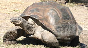 Foto de uma Tartaruga-das-galápagos