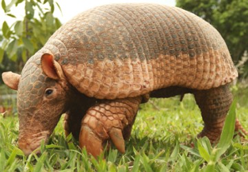 Foto de um tatu-canastra Foto de um tatu-canastra