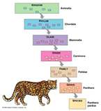 Taxonomia: ordenando e classificando os seres vivos