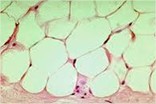 Tecido adiposo: células que possuem grande quantidade de gordura