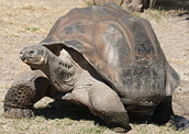 Tartaruga-das-galápagos: até 170 anos de vida