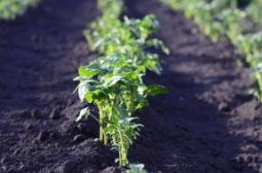 Foto de uma plantação em terra adubada