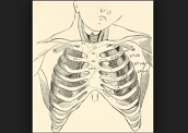 Tórax humano: proteção para vários órgãos importantes