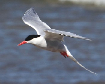 Foto de uma ave - Trinta-r&eacute;is-de-bico-vermelho