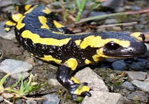 Salamandra: exemplo de anfíbio urodelo