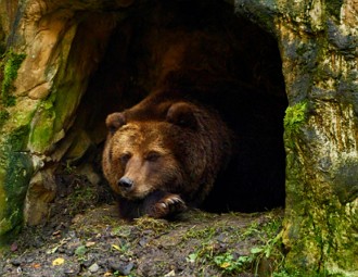 Urso-pardo hibernando Foto de um urso-pardo durante hibernação