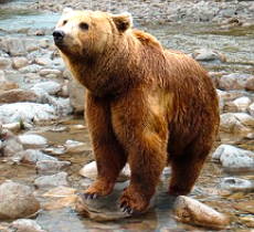 Foto de um urso pardo na beira de um rio