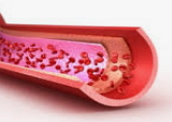 Vaso sanguíneo: condução do sangue pelo organismo