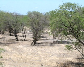 Foto mostrandoa vegetação típica do bioma Caatinga