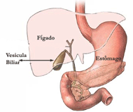 Vesícula Biliar: armazenamento da bile