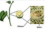 Xilema e floema: função de transportar a seiva
