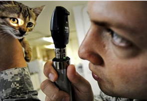 Zoólogo analisando um gato